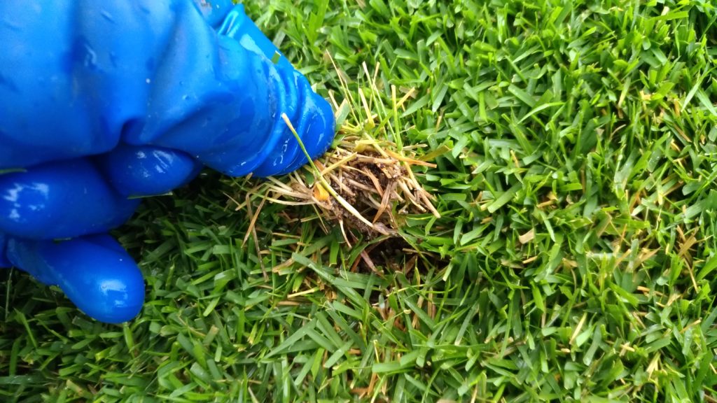 芝生の害虫コガネムシ駆除????✨ | 芝生パラダイス